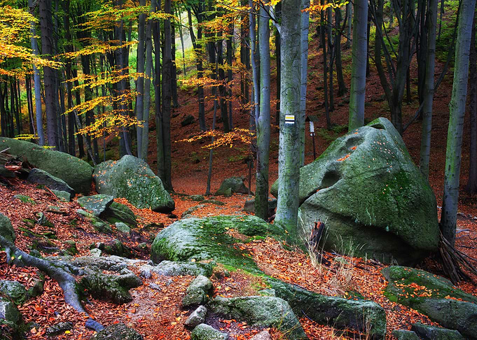 Autumn Mountain Forest