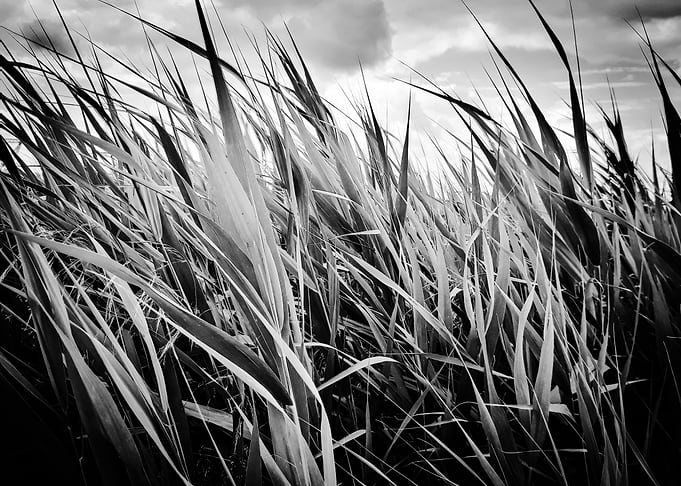 Monochrome cattails