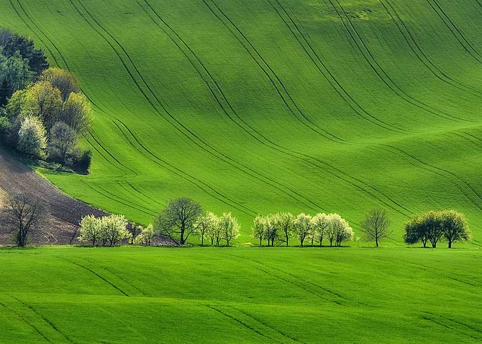 Panorama of field waves wi