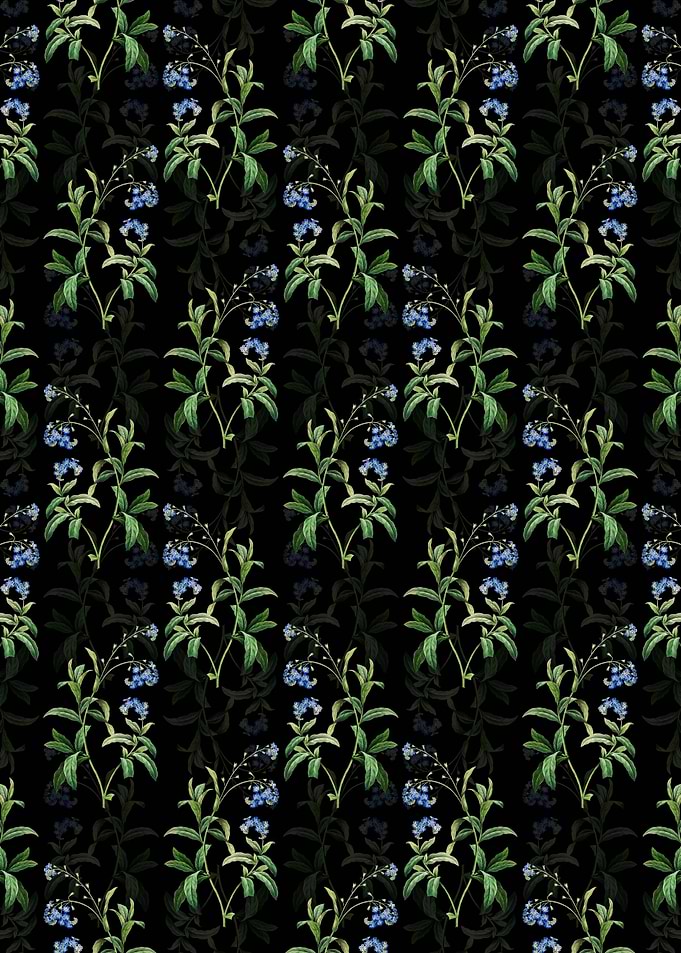 Black Water Forget Me Not