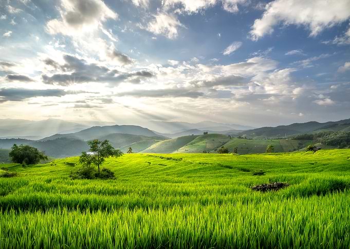 Terraces rice fields on mo