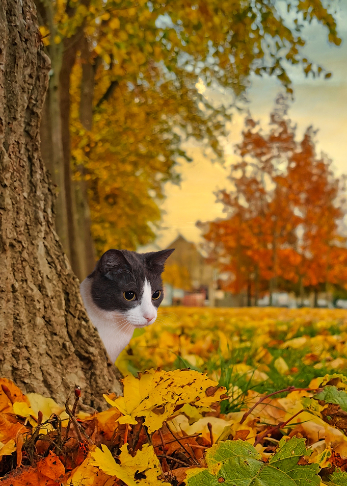 Cat Cats Feline Kitty