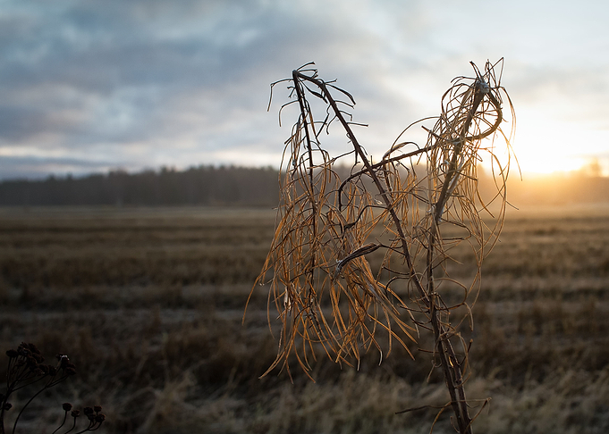 Dead Cow Parsley