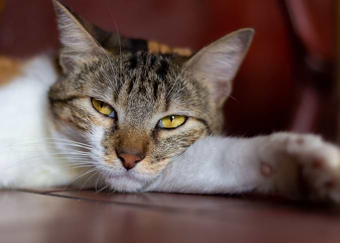 portrait of a cat