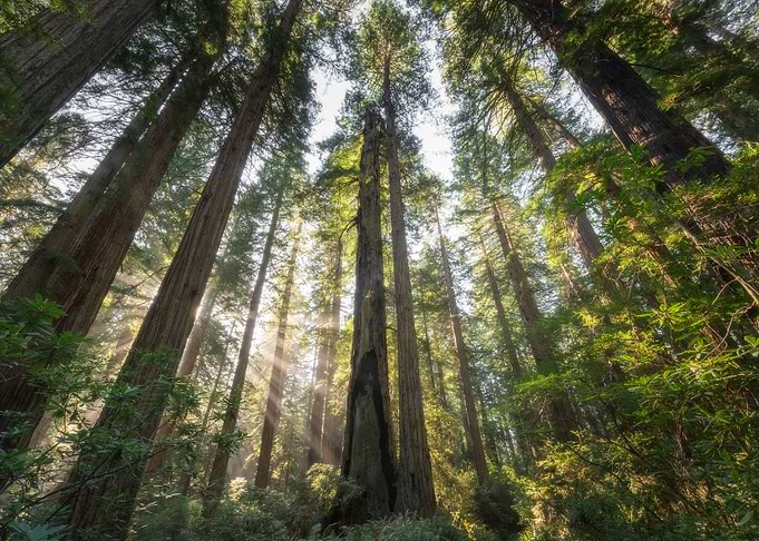 Redwoods National Park