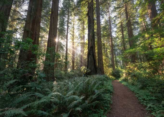 Morning forest light