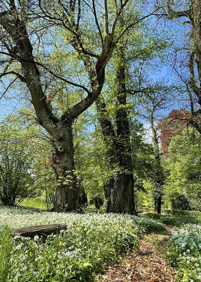 Enchanted Green Forest