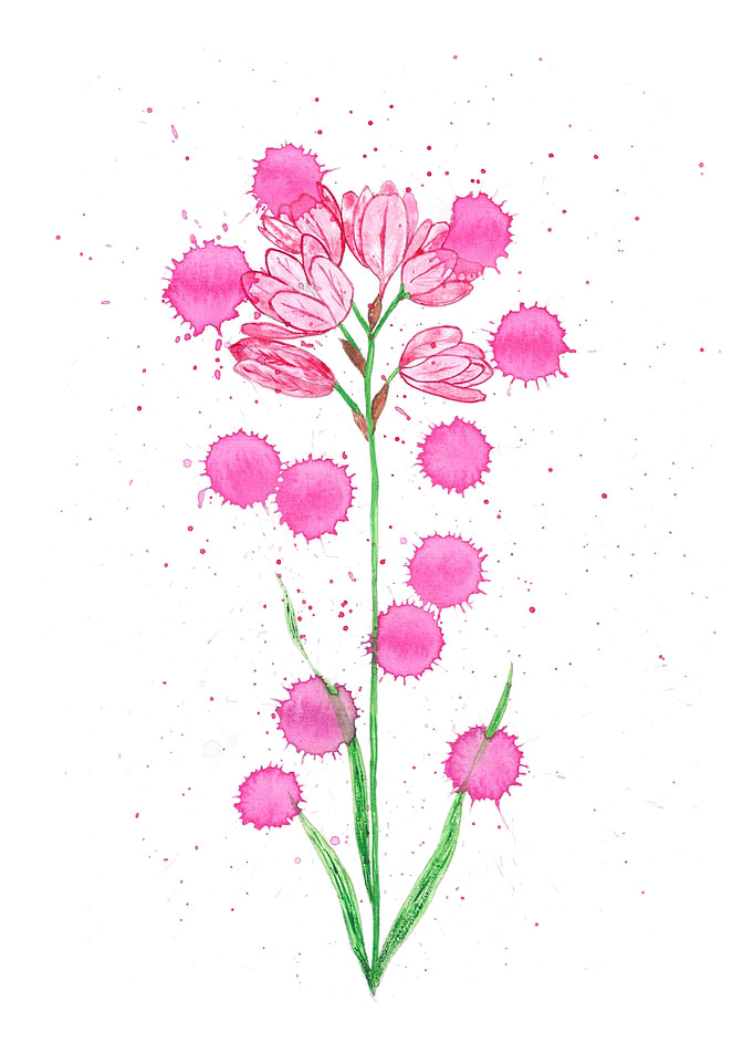 Pink Ixia Flowers
