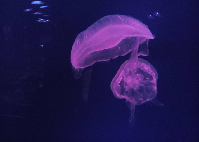 Purple Phantoms