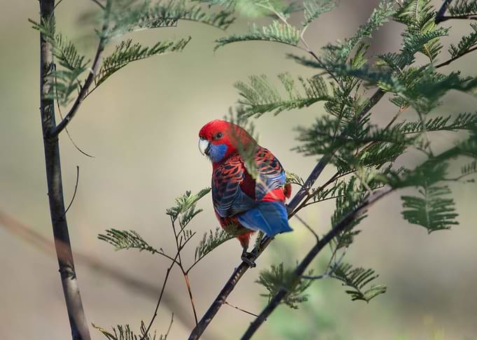 Parrot
