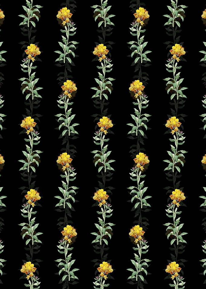 Yellow Wallflower Bloom