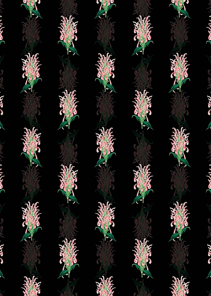 Justicia Carnea Flower