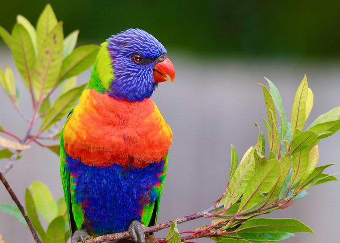 Parrot
