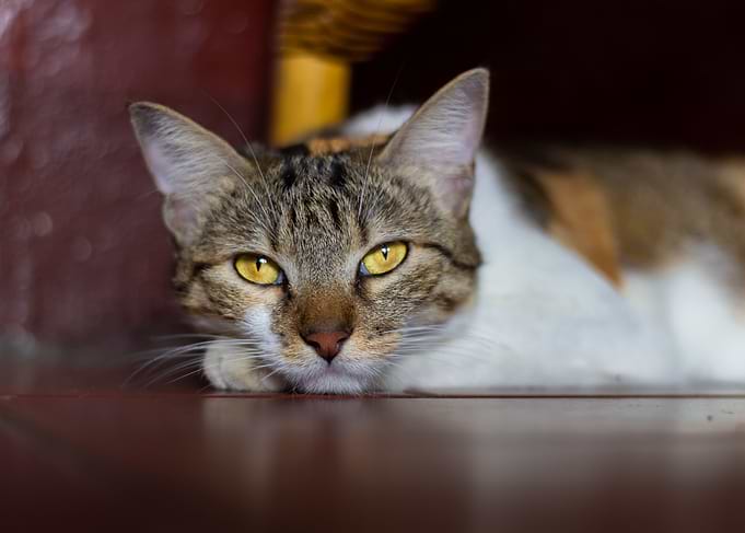 portrait of a cute cat