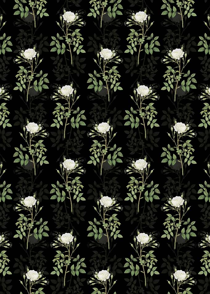 White Rose of Rosenberg