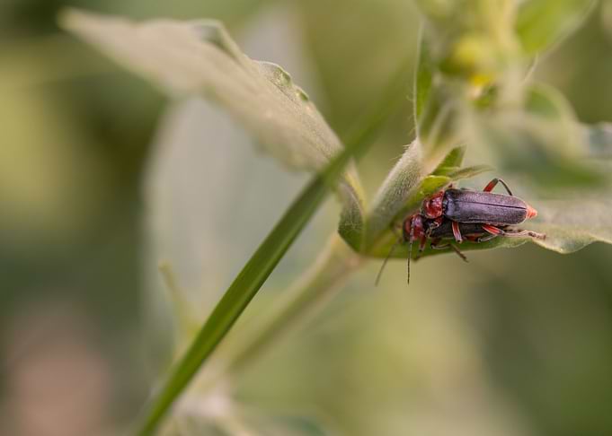 Soldier beetle