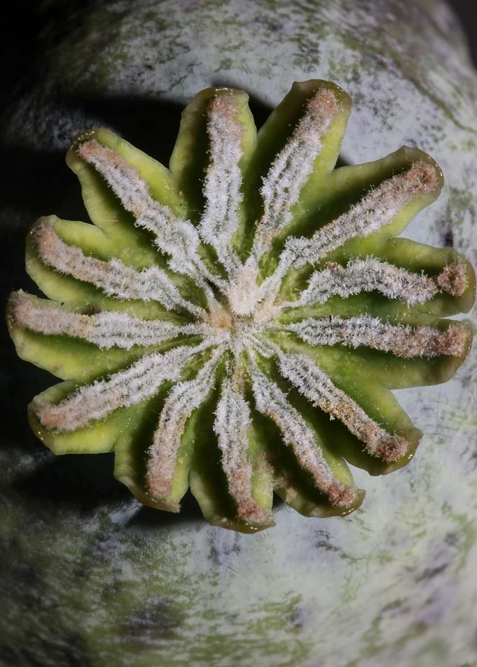 Papaver wild psycho fruit