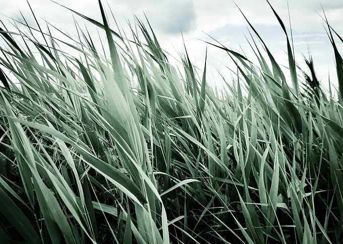Aqua cattail field