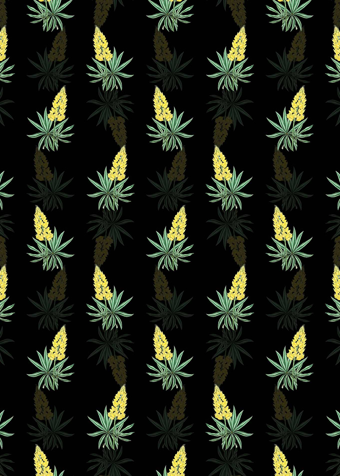 Yellow Perennial Lupine