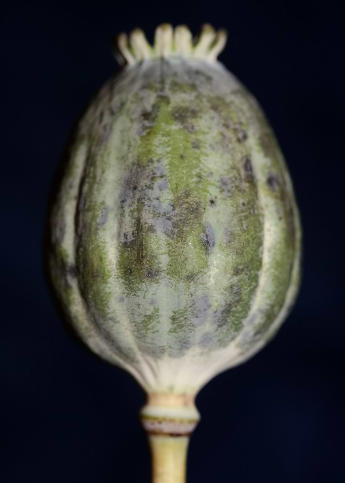 Opium papaver fruit macro