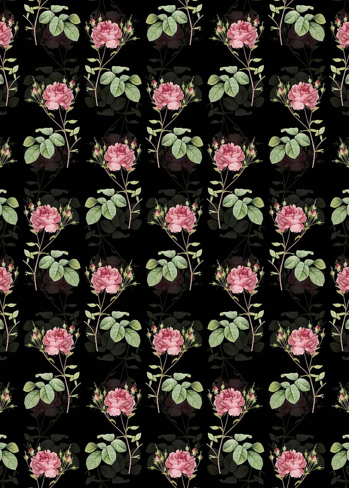 Black Pink Cumberland Rose