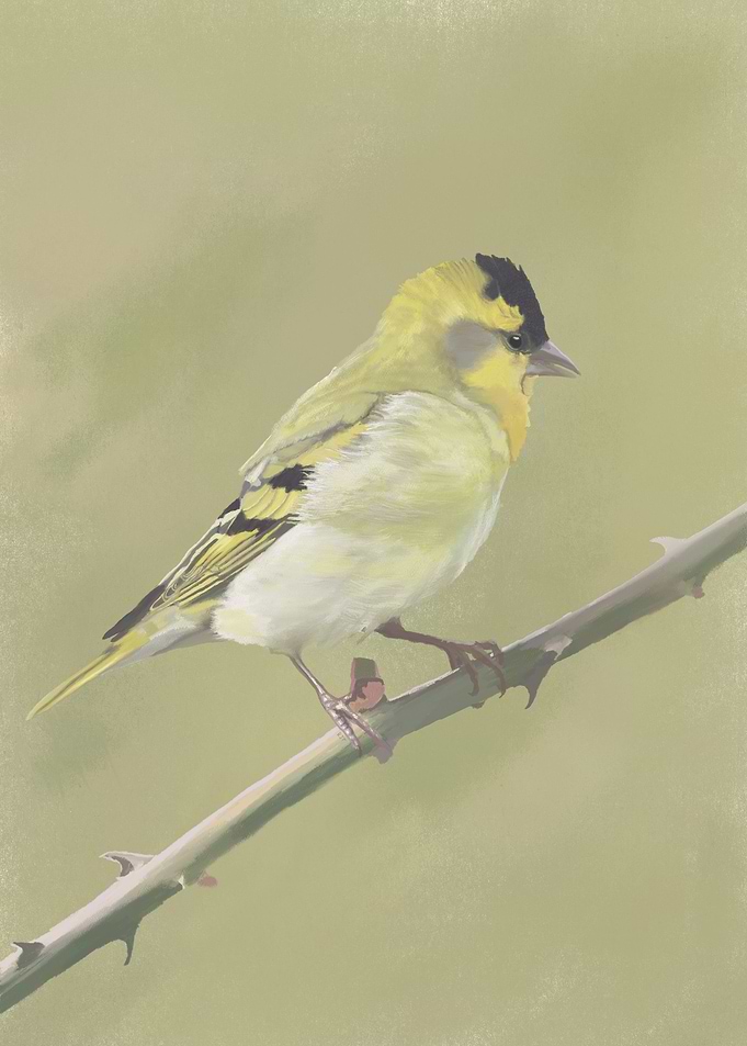 Siskin on Rose Branch
