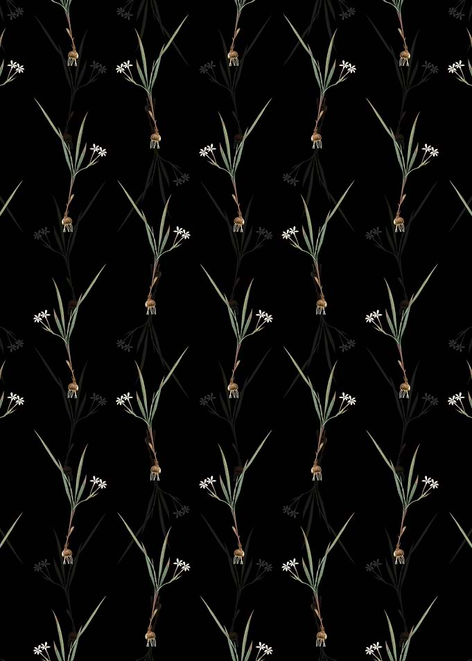 Black Gladiolus Inclinatus