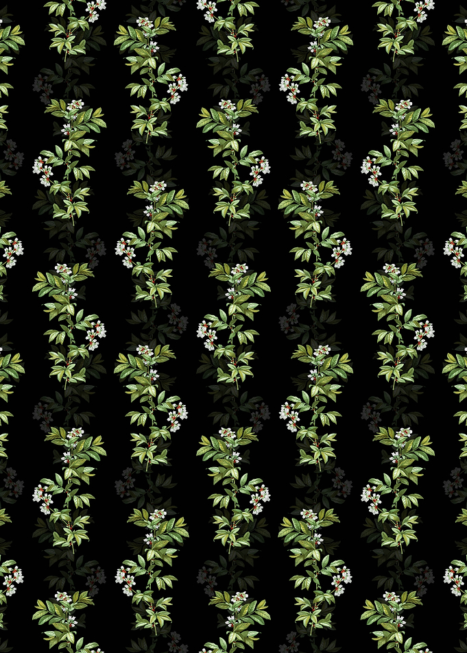 Black Rabbit Eye Blueberry