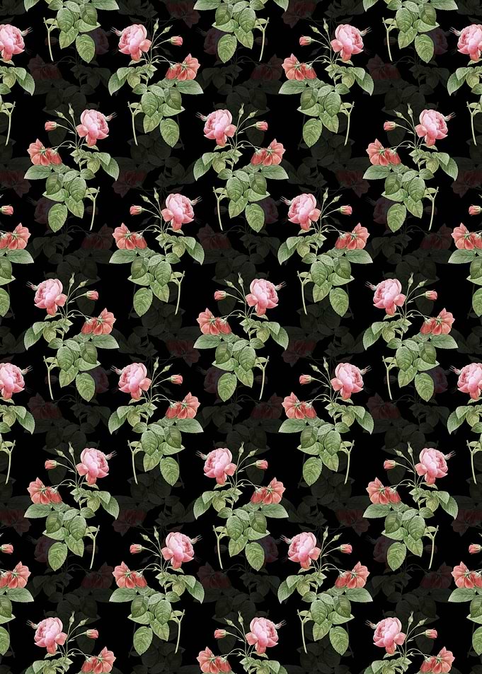 Black Pink Boursault Rose
