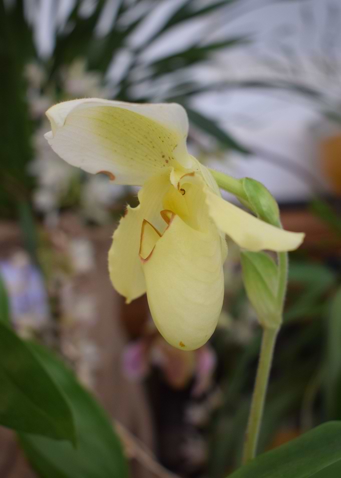 Yellow paphilopedium 2