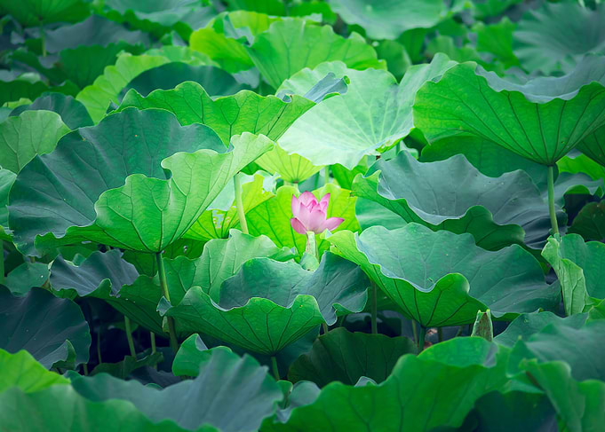 Red in Green