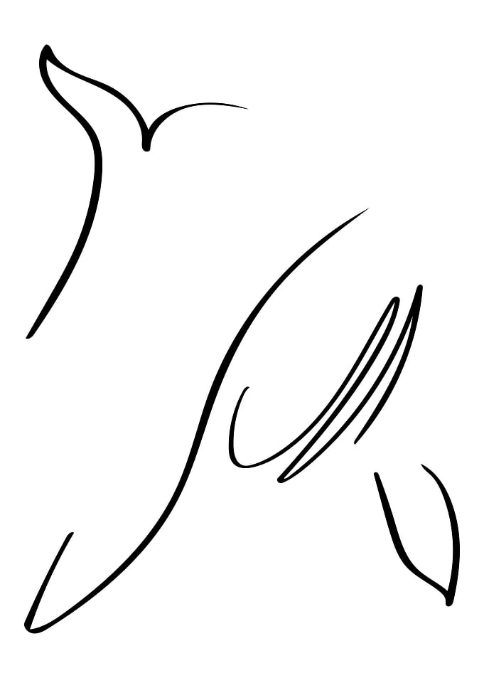 Whale Line Art Minimal