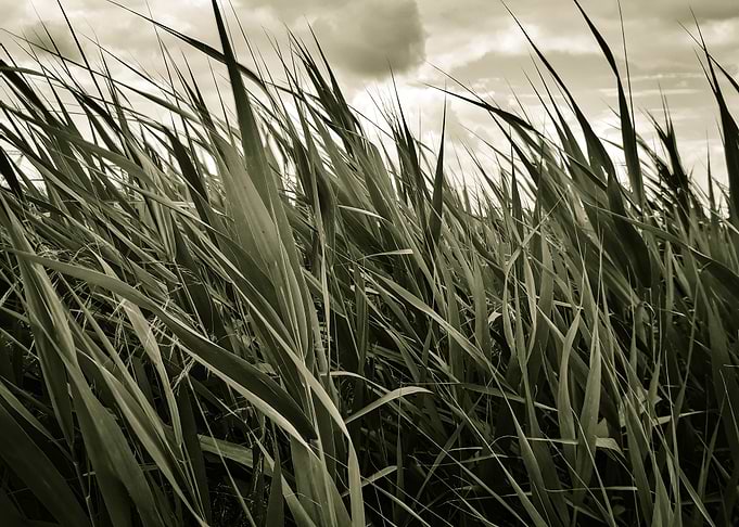 Retro cattail field