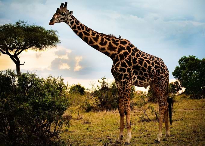Giraffe