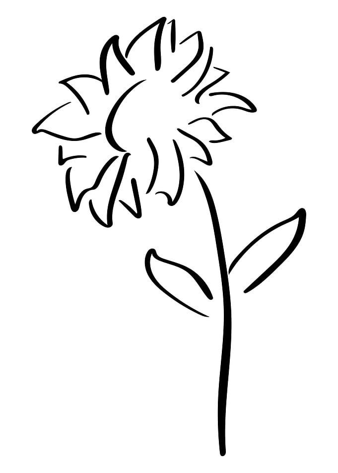 Sunflower Line Art Minimal