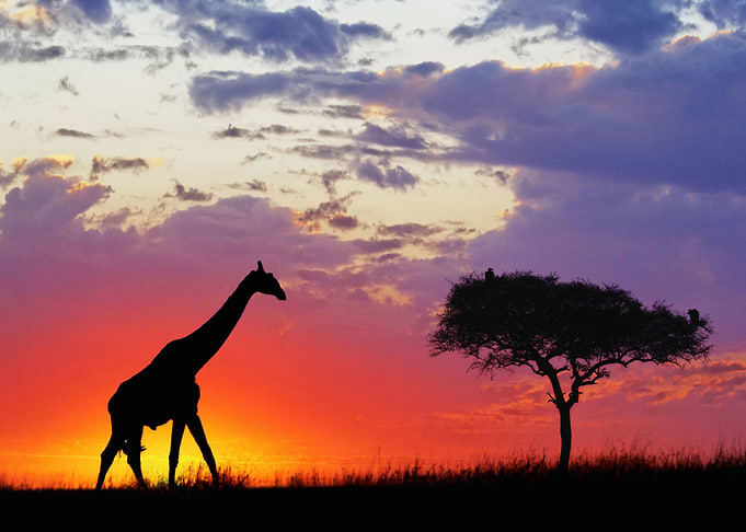 Giraffe