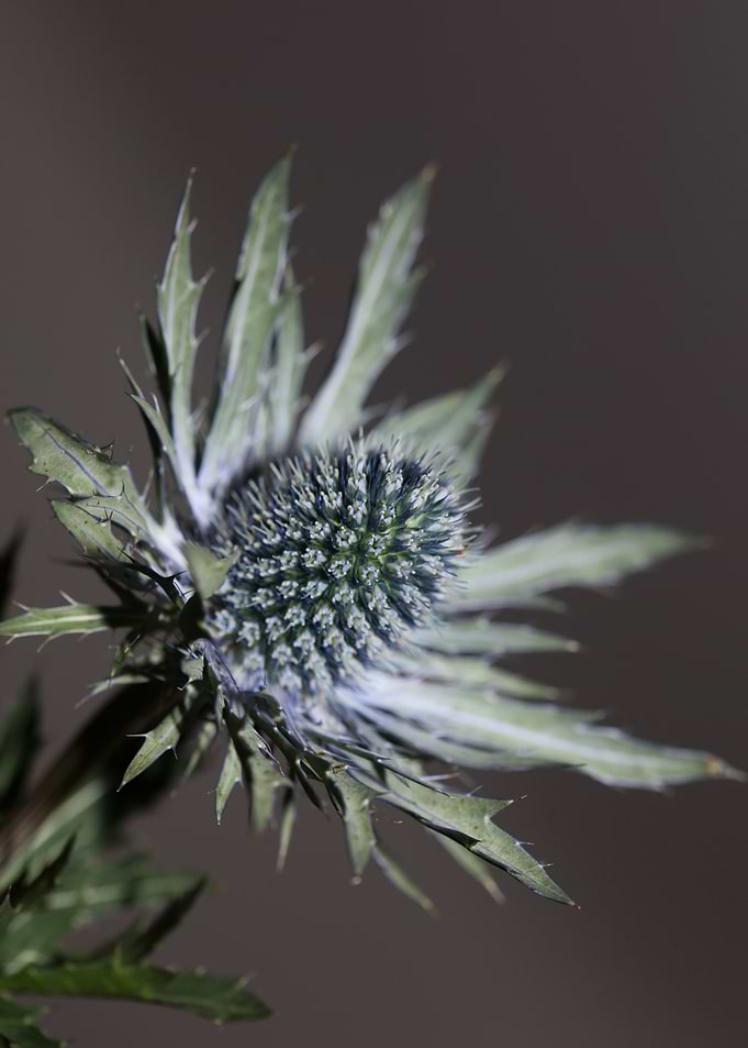 Wild flower blossom macro