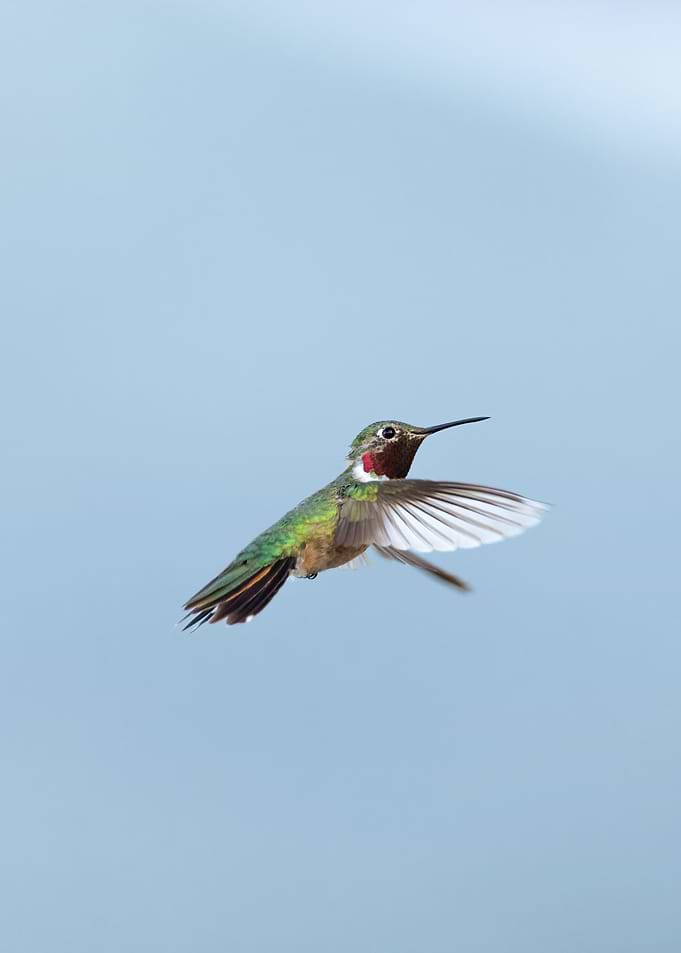 Song of the Hummingbird