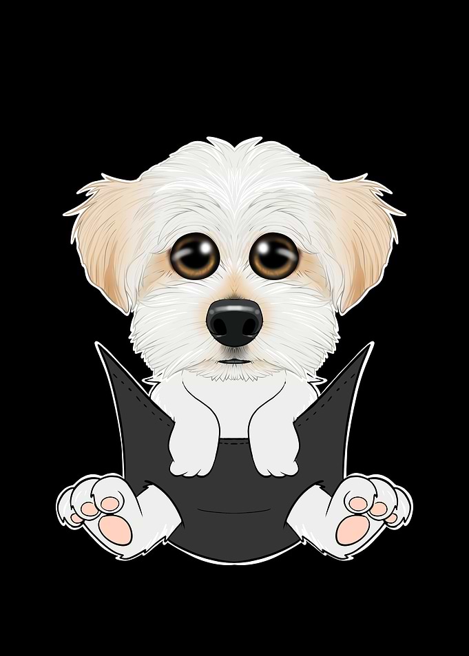 Maltese Puppy In Pocket