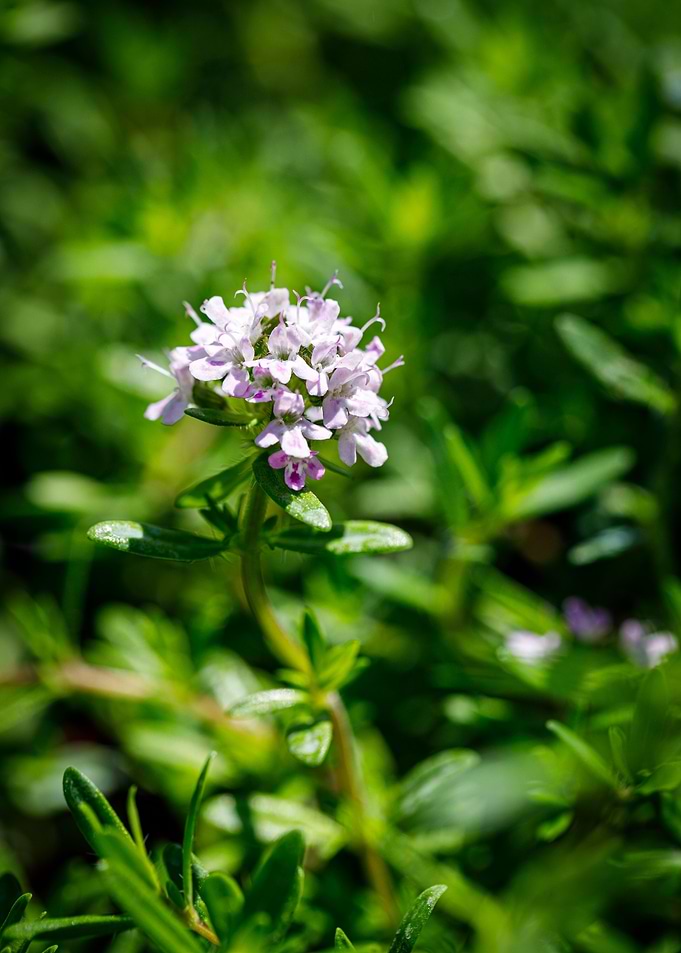 Beautiful flower closeup