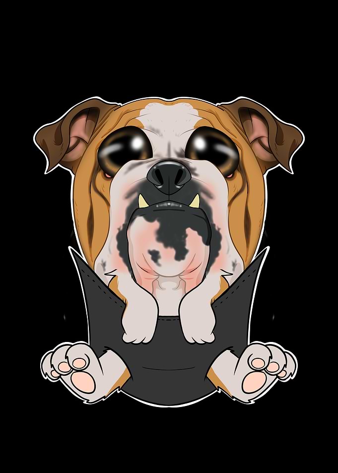 English Bulldog Puppy
