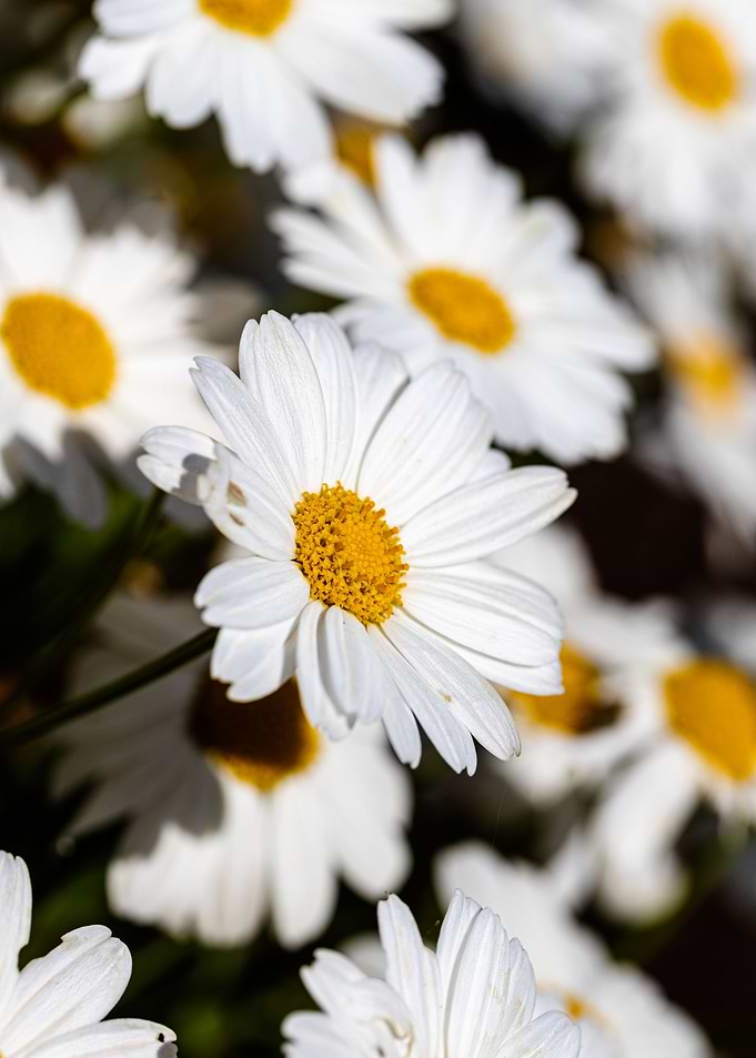 Beautiful daisy closeup
