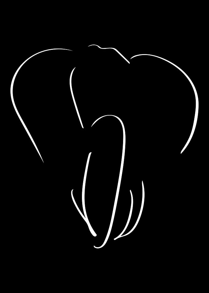 Elephant Line Art Minimal