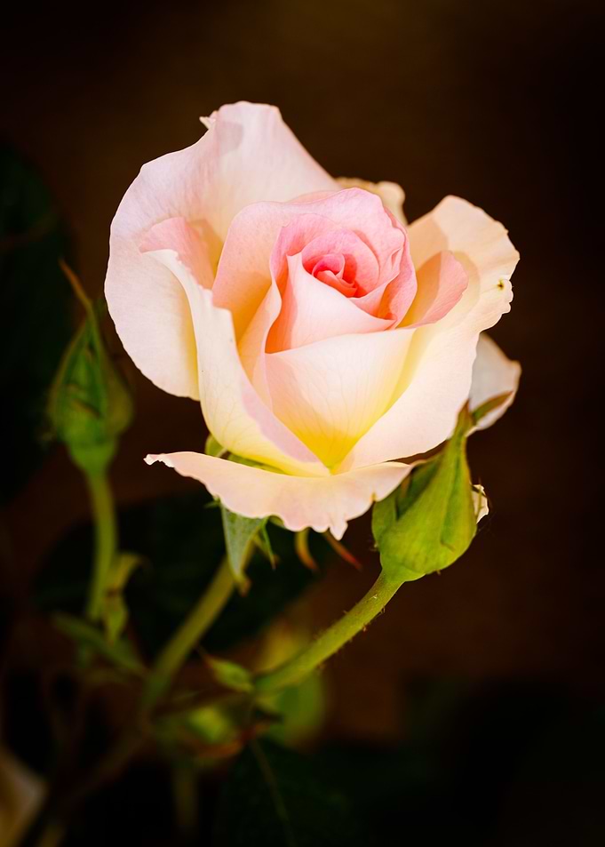Beautiful flower closeup