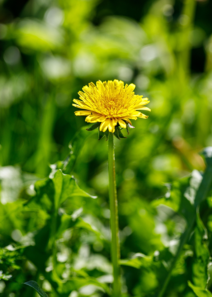Beautiful flower closeup