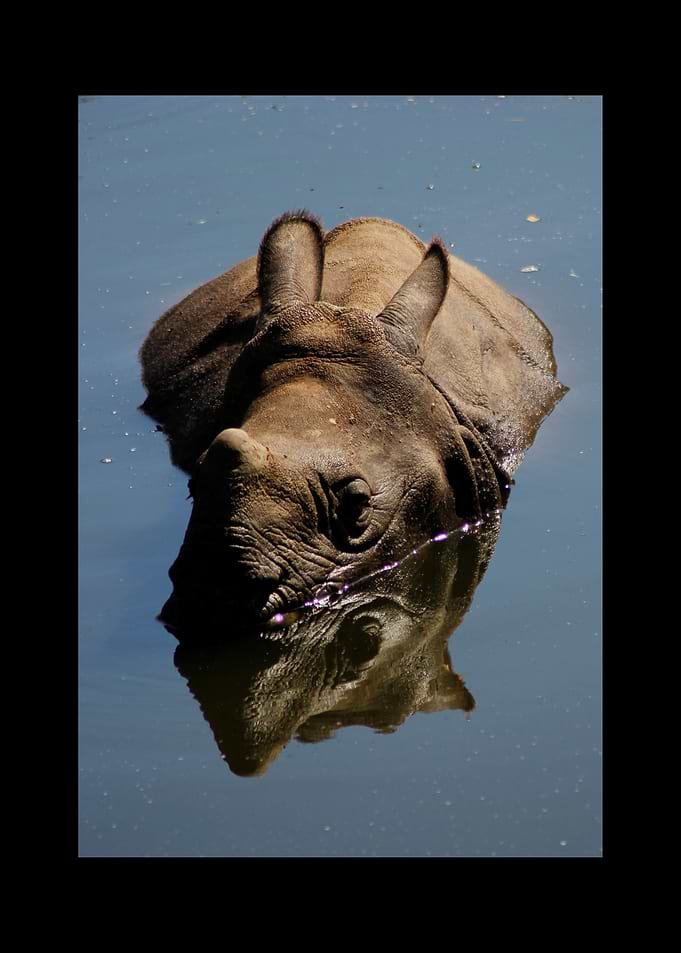 Rhino