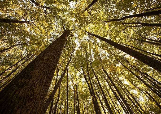 Trees in the Forest Nature