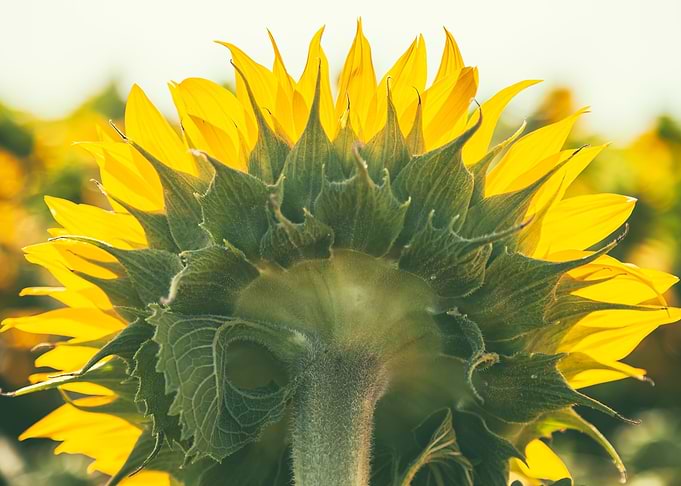 Facing the Sun