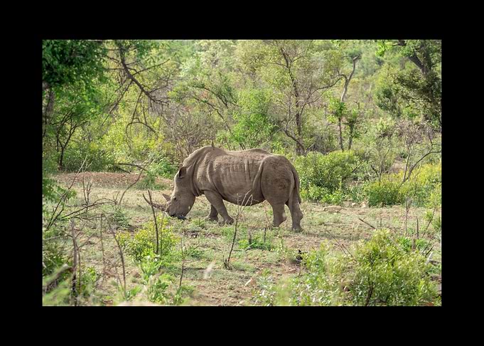 Rhino