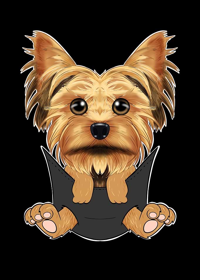 Yorkshire Terrier Puppy